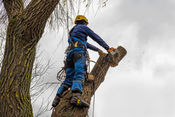 Why Choose Our Tree Removal Services in Belleville, MI?