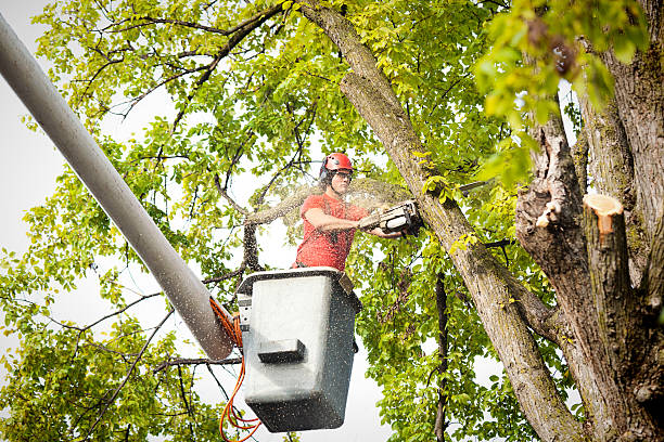 Belleville, MI  Tree Services Company